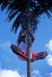 Archipel-des-Comores;-Ciel-bleu;-France;-Grimpeur;-Homme;-Kaleidos;-Kaleidos-images;-La-parole-à-limage;-Laurent-Abad;-Mayotte;-Océan-Indien;-Palmier;-Récolte;-Stories-Pictures;-Vie-quotidienne